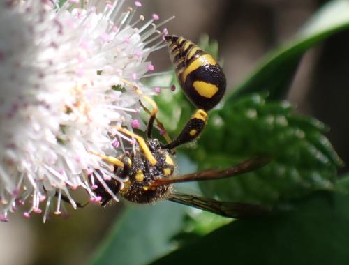Eumenes sp.